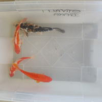 Pesci rossi e shubunkin carassi grandi dimensioni