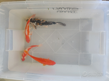 Pesci rossi e shubunkin carassi grandi dimensioni