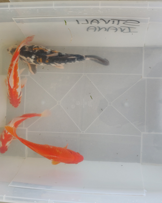 Pesci rossi e shubunkin carassi grandi dimensioni