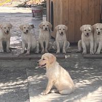 Cuccioli simil labrador