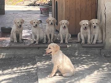 Cuccioli simil labrador