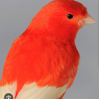 Canarino maschio in Terni,