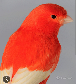 Canarino maschio in Terni,