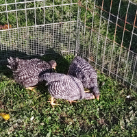 Pulcini e pulcinotti