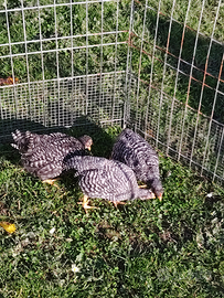 Pulcini e pulcinotti