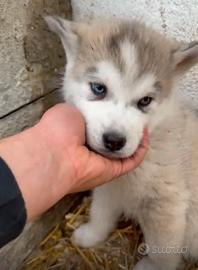 Cuccioli Husky