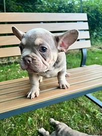 Bulldog francese maschio