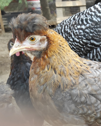 Galline Legbar