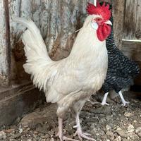 Gallo Livornese