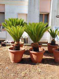 cycas revoluta