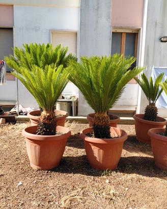 cycas revoluta