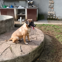 Cagnolino taglia piccola