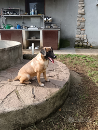 Cagnolino taglia piccola