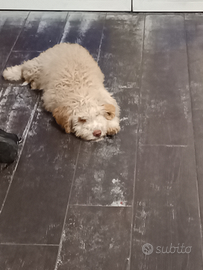 Cucciolo Lagotto