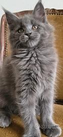 Coccola di Maine coon