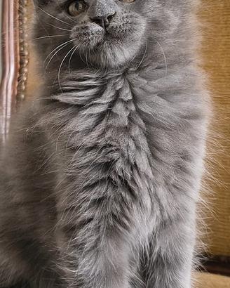 Coccola di Maine coon