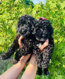 Cuccioli di barboncino