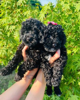 Cuccioli di barboncino