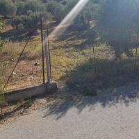 Uliveto in Caccamo Contrada Incasavi