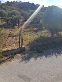 Uliveto in Caccamo Contrada Incasavi
