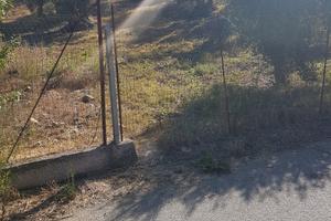 Uliveto in Caccamo Contrada Incasavi