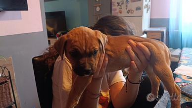 Cucciola di American Staffordshire terrier Amstaff