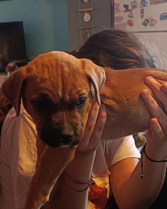 Cucciola di American Staffordshire terrier Amstaff