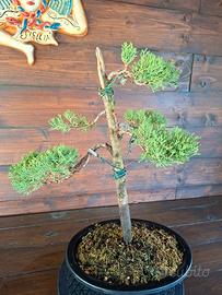 Bonsai di Cipresso. Visita il profilo