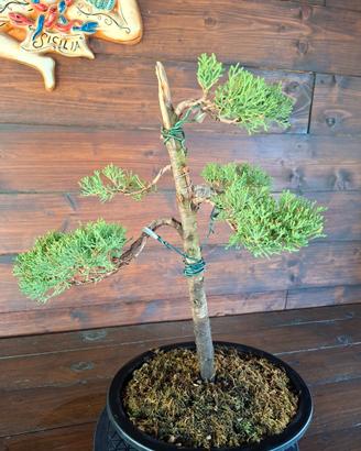 Bonsai di Cipresso. Visita il profilo