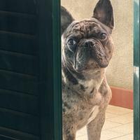 Bulldog Francese per MONTA