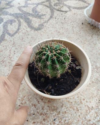 Cactus 🌵
