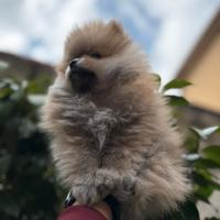 Spitz pomeriana nano