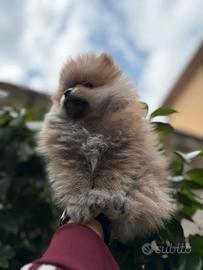 Spitz pomeriana nano