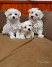 Piccoli di maltese