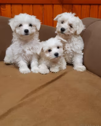 Piccoli di maltese
