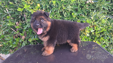 Cucciola pastore tedesco