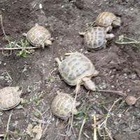 Baby testuto horsfieldi tartarughe russe