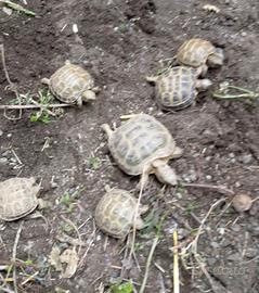 Baby testuto horsfieldi tartarughe russe
