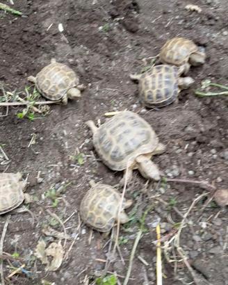 Baby testuto horsfieldi tartarughe russe