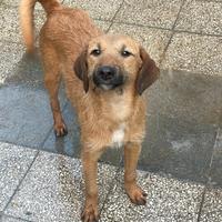 Ambra cucciola tenera e coccolona