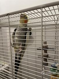 Calopsite mamma&figlio