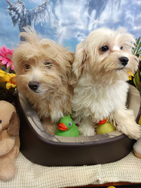 Una Femminuccia Un Maschietto Maltipoo