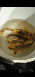 Carpe koi