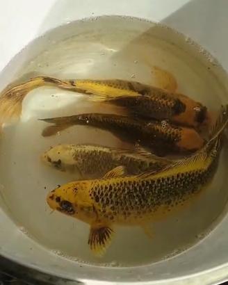 Carpe koi