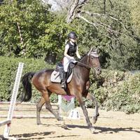Cavallo da scuola salto ostacoli cavallo da salto