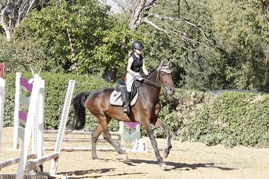 Cavallo da scuola salto ostacoli cavallo da salto