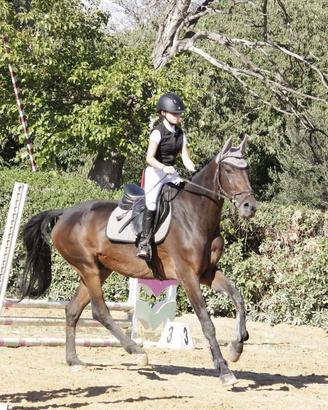 Cavallo da scuola salto ostacoli cavallo da salto