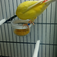 Canarino giallo intenso ala bianca