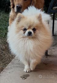 Volpino di Pomerania