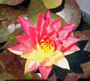 ninfee piante per laghetto  gialla o wanvisa 